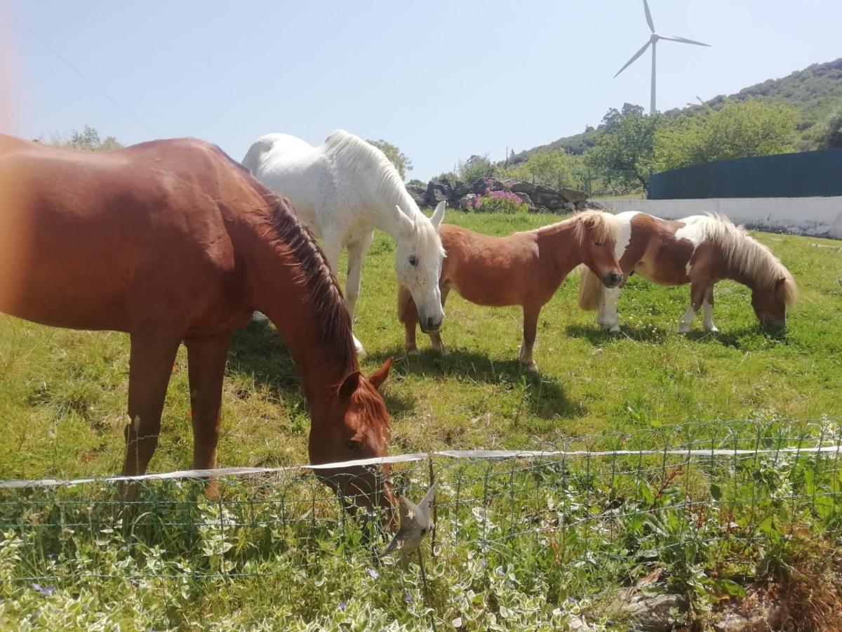 Casinha De Campo- Quintinha Dos Cavalos- Arruda Dos Vinhos Eksteriør billede